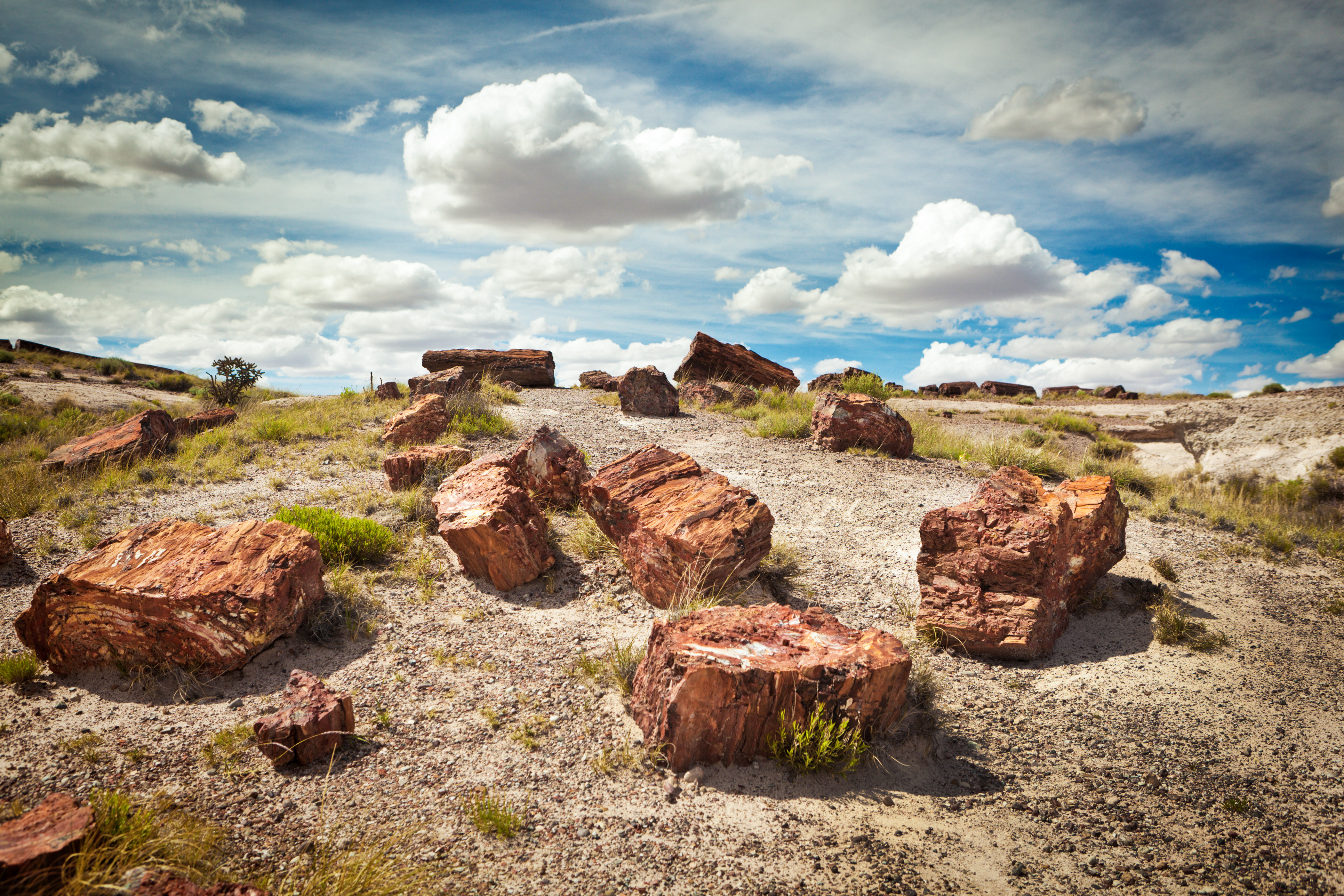 Konservierte Baumstümpfe im Petrified Forest National Park in Arizona