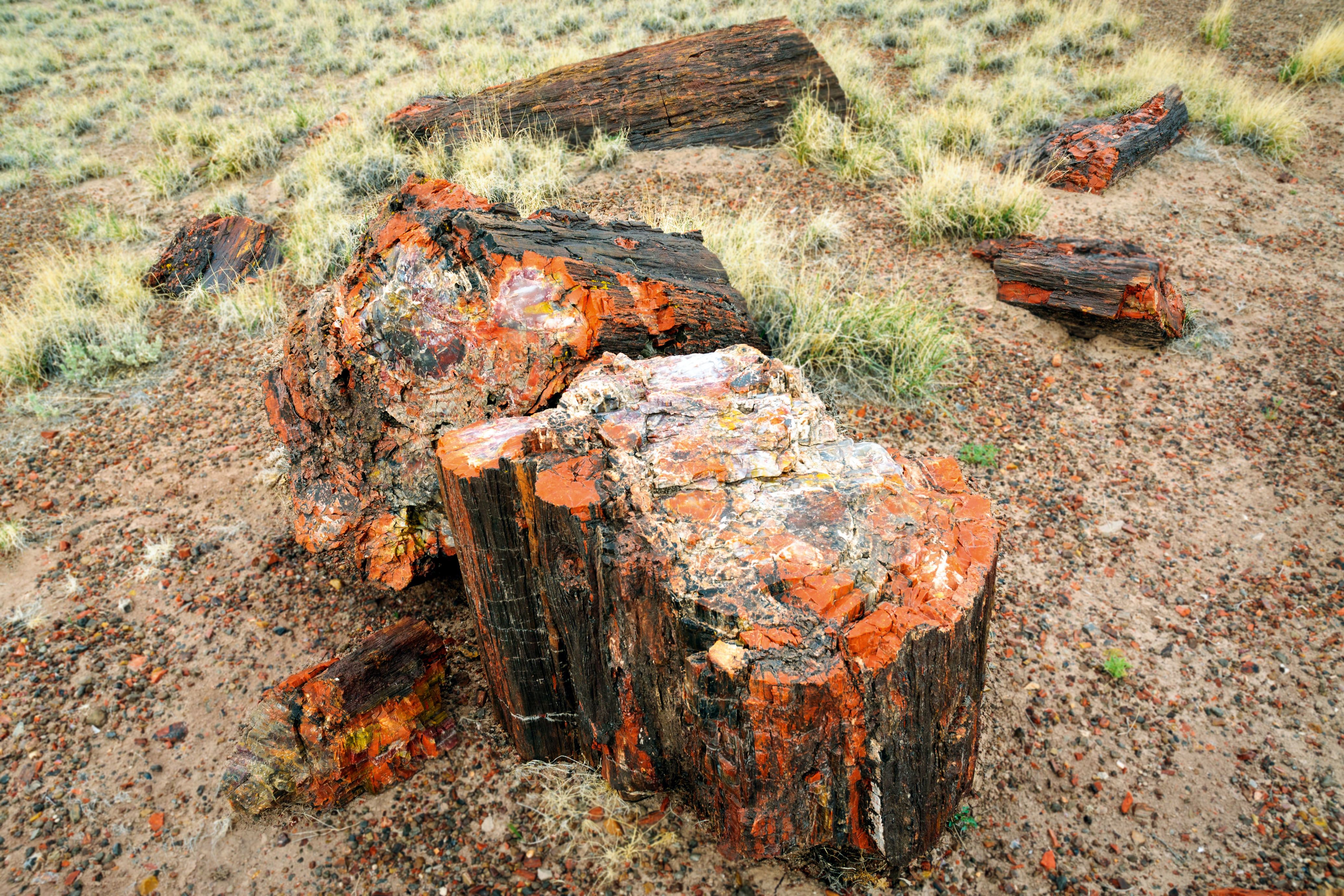 Verkieseltes Holz im Petrified Forest National Park