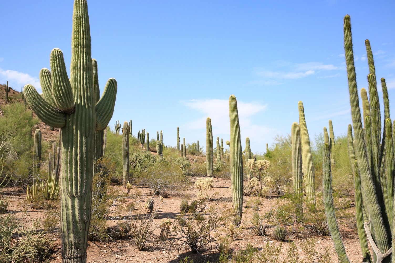 Die Kaktusart Saguaro und andere Kaktusarten in einem Botanischen Garten in Arizona