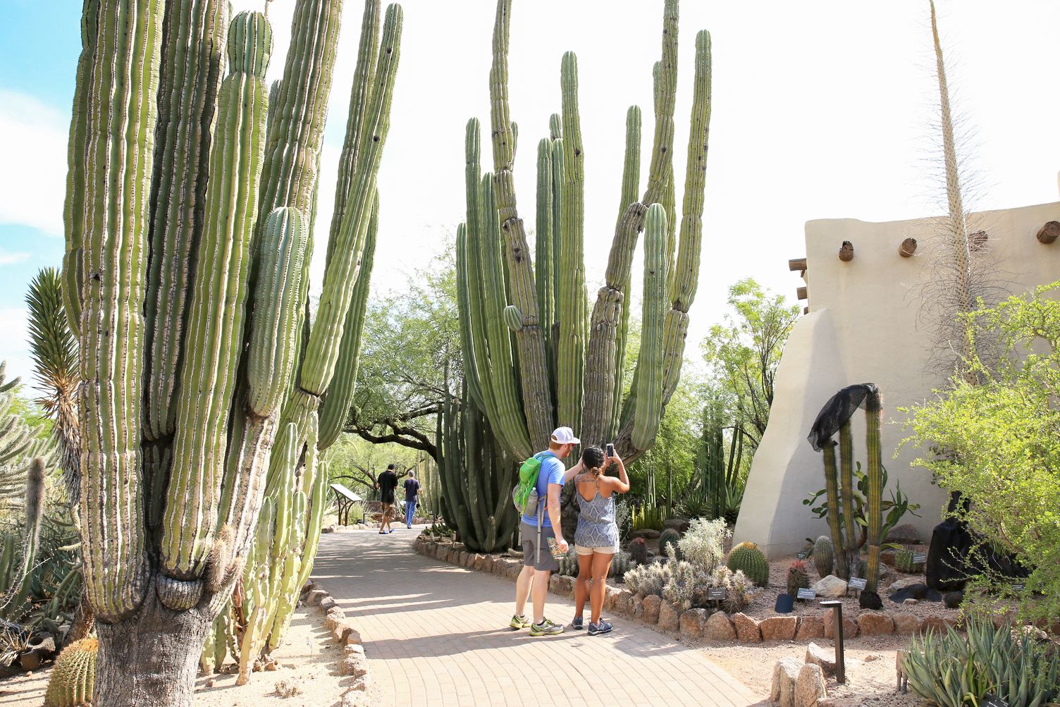 Im Kaktusgarten in Arizona