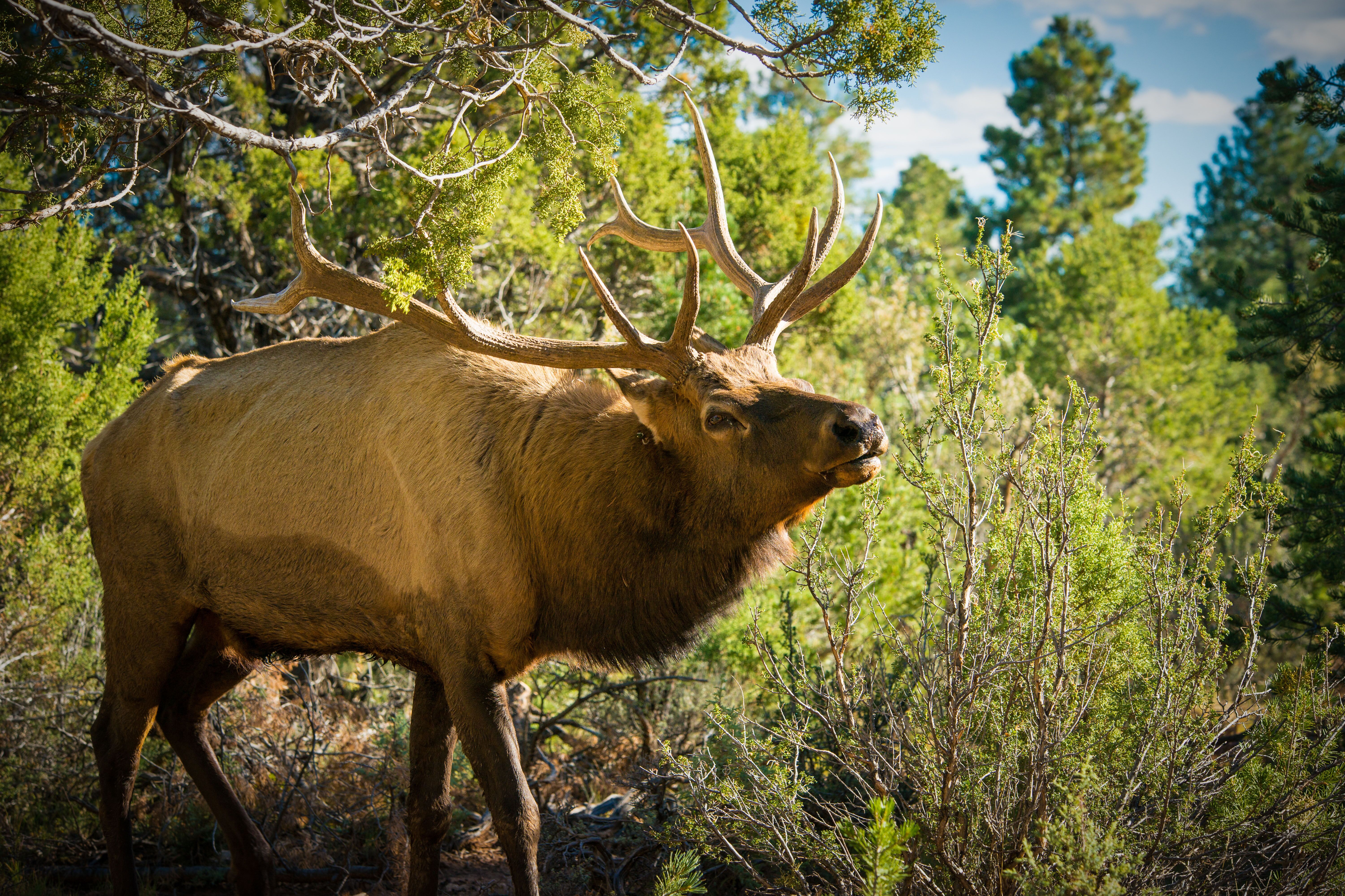 Ein Wapiti Elch im Grand Canyon Nationalpark