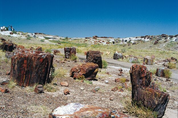 Baumstümpfe im Petrified Forest National Park Baumstümpfe im Petrified Forest National Park