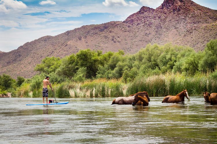 Stand Up Paddeln neben Wildpferden im Salt River in Arizona