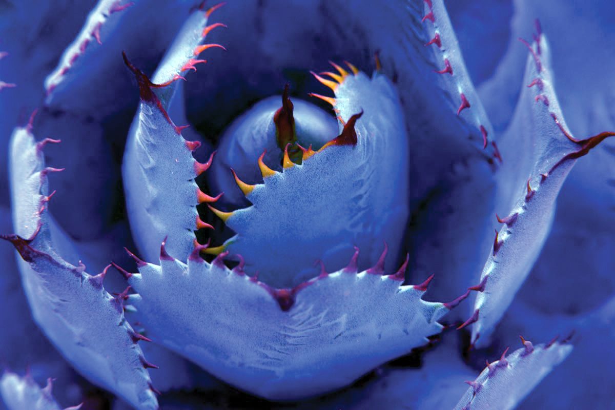 Agavenblüte im Desert Botanical Garden in Phoenix, Arizona