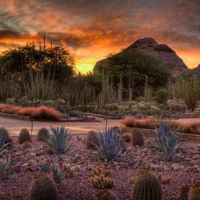 Desert Botanical Garden Ottosen Entry Garden at Sunset in Phoenix, Arizona