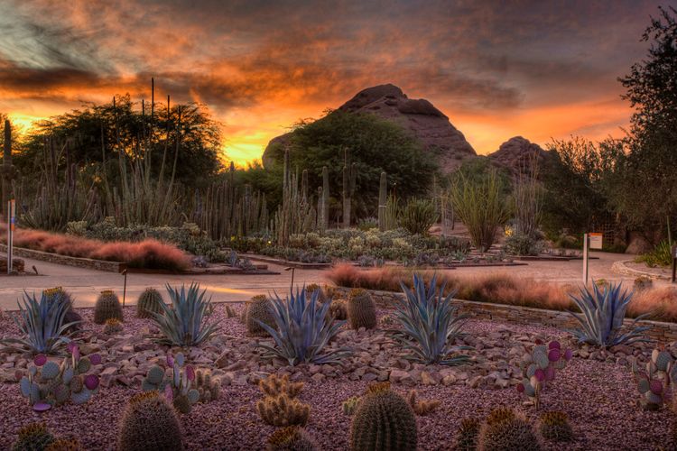 Desert Botanical Garden Ottosen Entry Garden at Sunset in Phoenix, Arizona