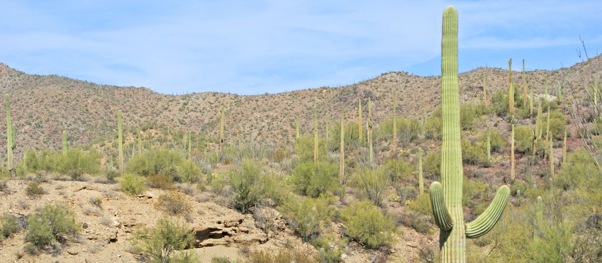 regionen/usa/suedwesten/arizona/saguaro-national-park/kaktus-wueste-kakteen4.cr3872x1694-0x185