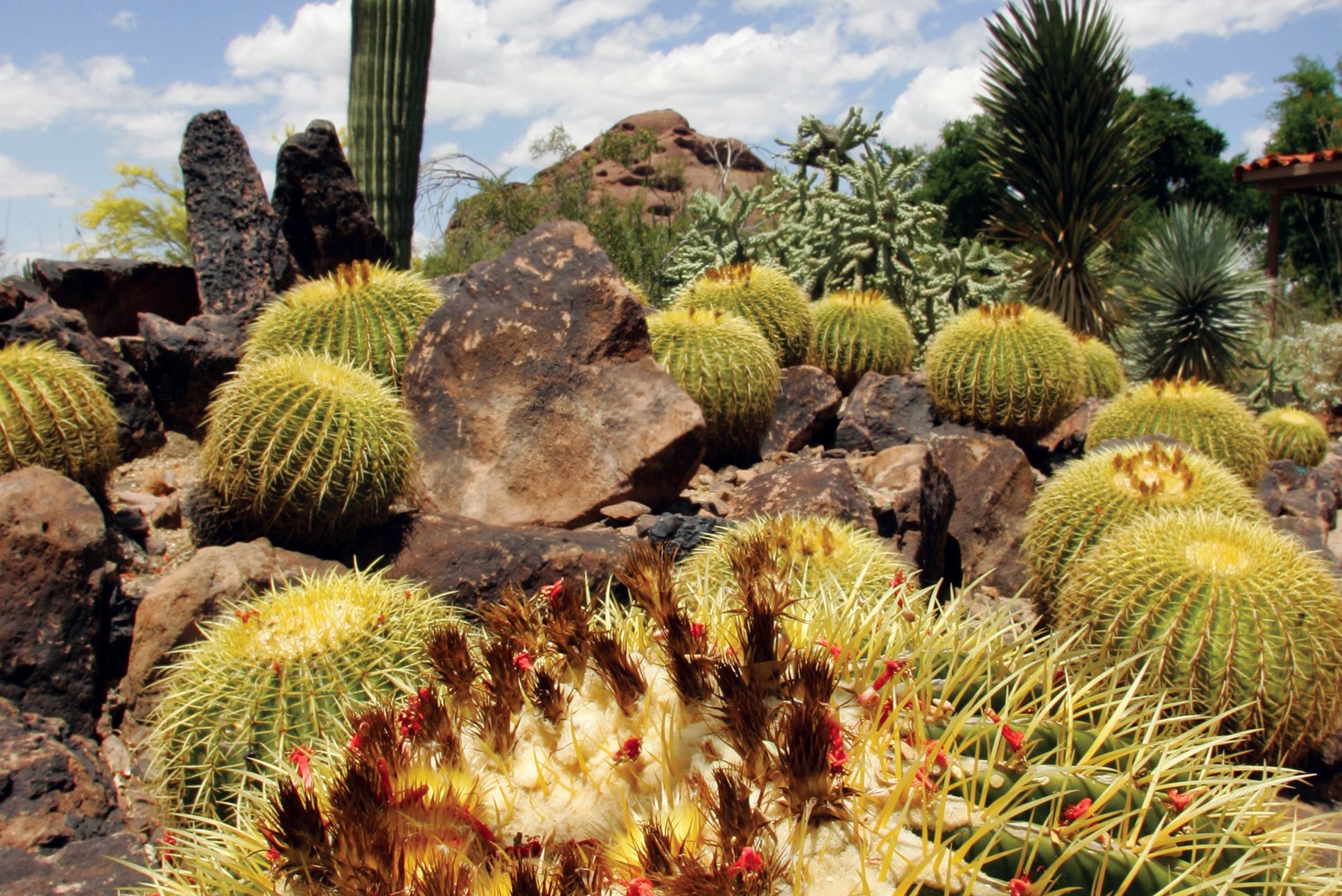 Barrel Cactus im Saguaro National Park in Arizona