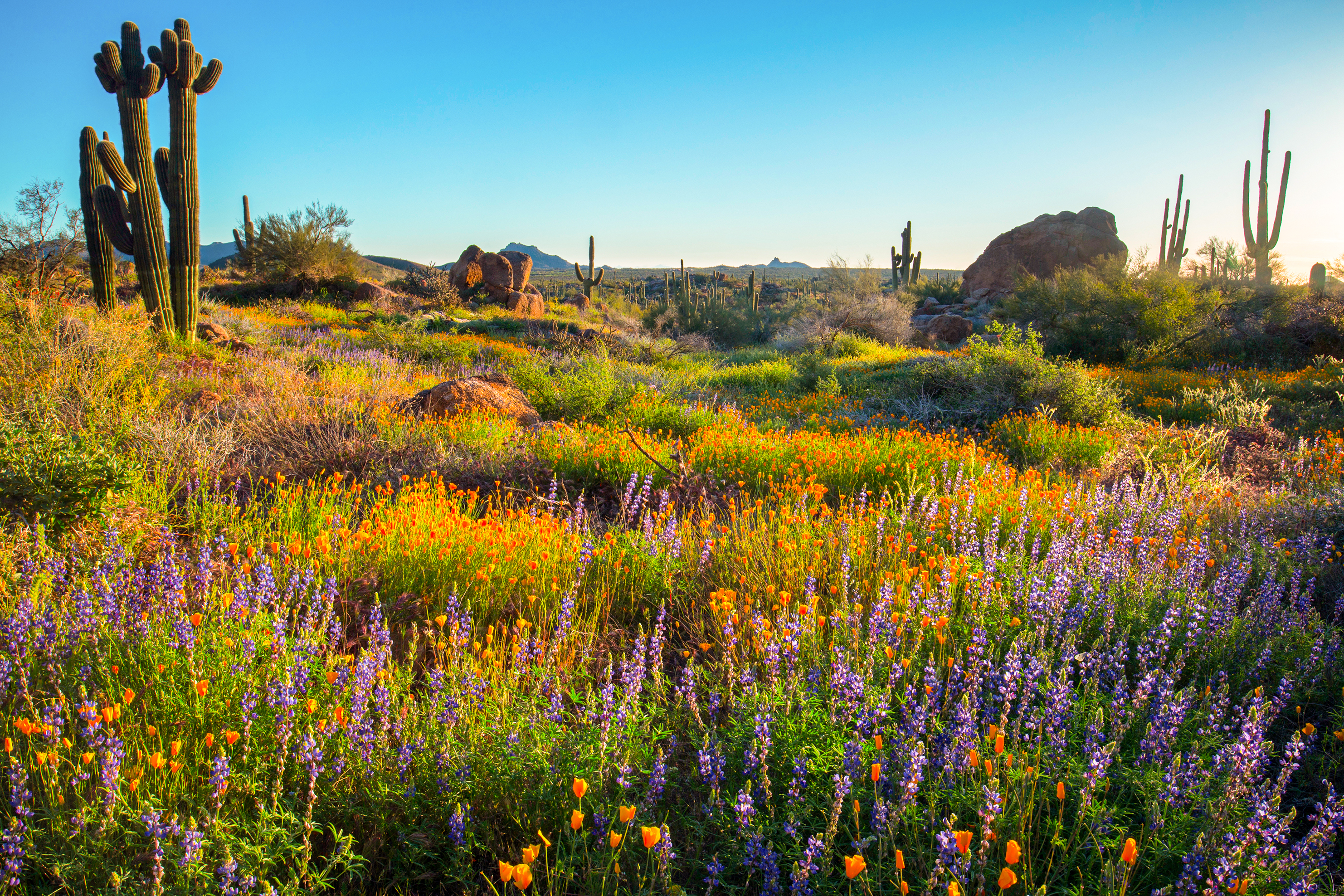 Wilde Blumen und Kakteen in Scottsdale