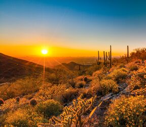 Die Flora Scottsdales im sanften Licht des Sonnenuntergangs