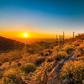Die Flora Scottsdales im sanften Licht des Sonnenuntergangs