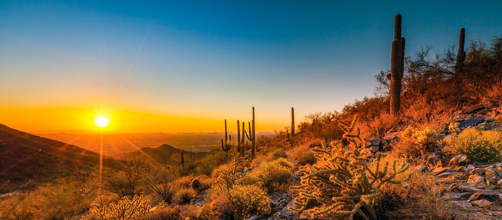 Die Flora Scottsdales im sanften Licht des Sonnenuntergangs