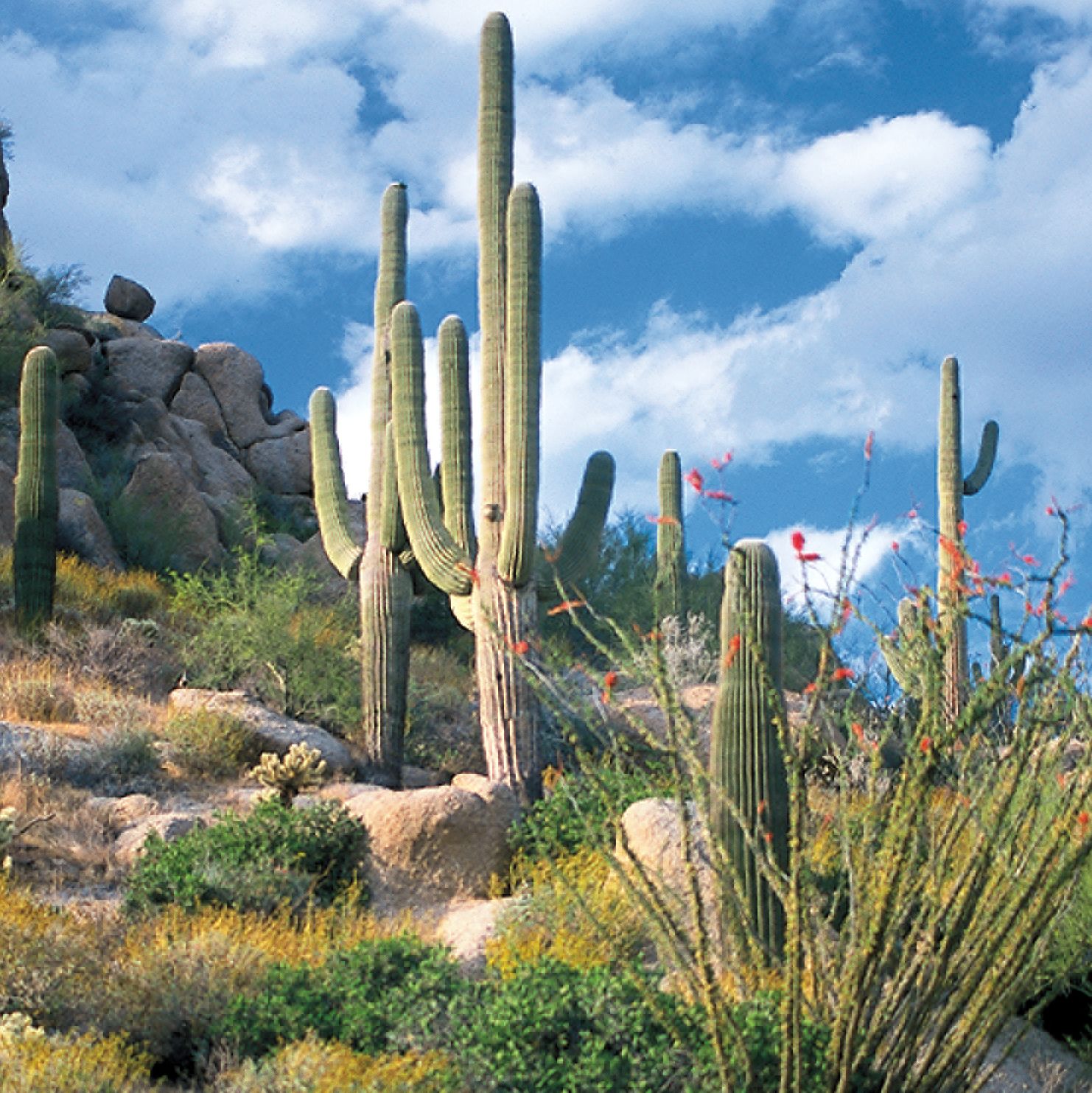 Landschaft in Sciotsdale, Arizona