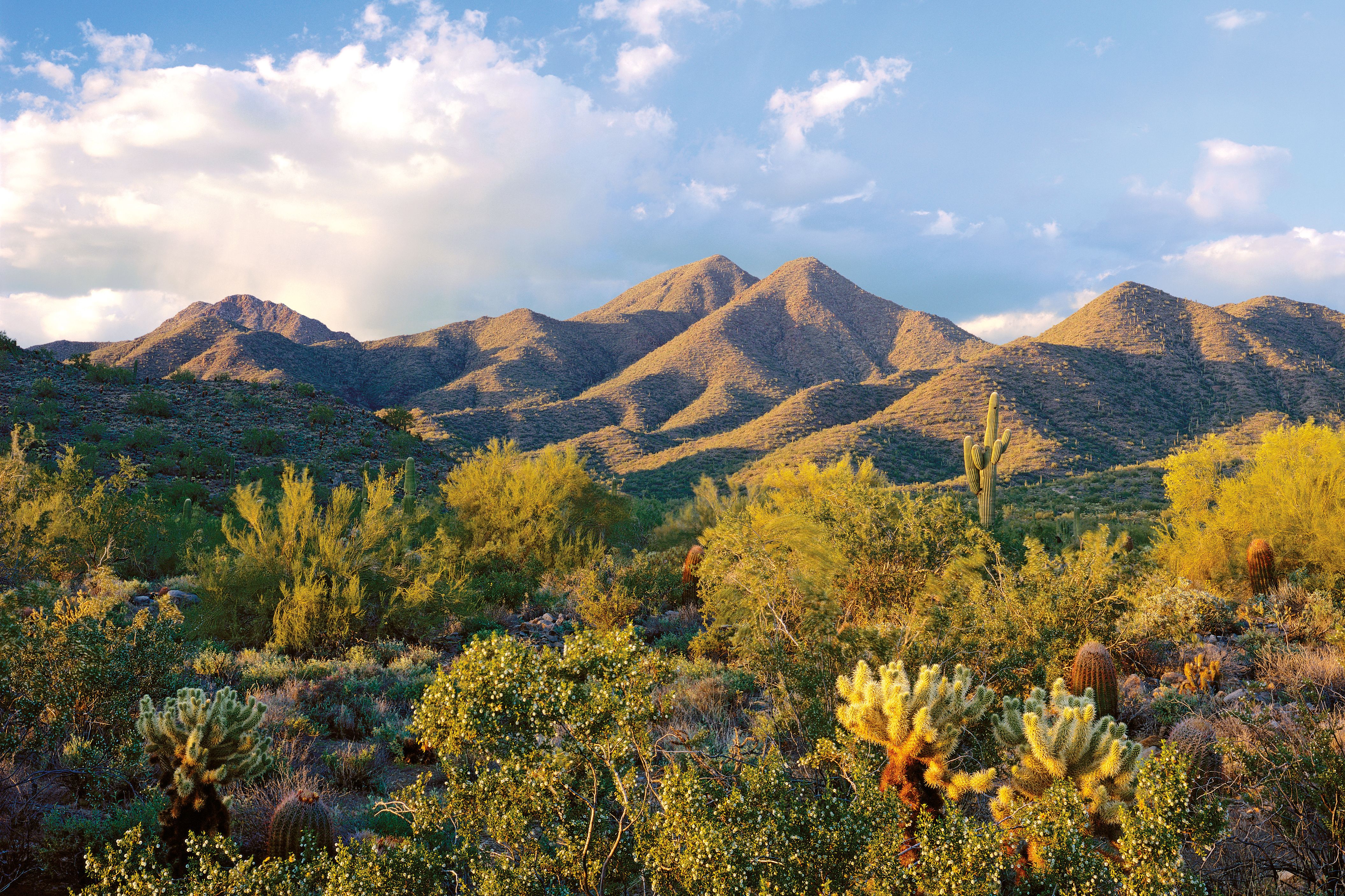 Blick auf die McDowell Mountains