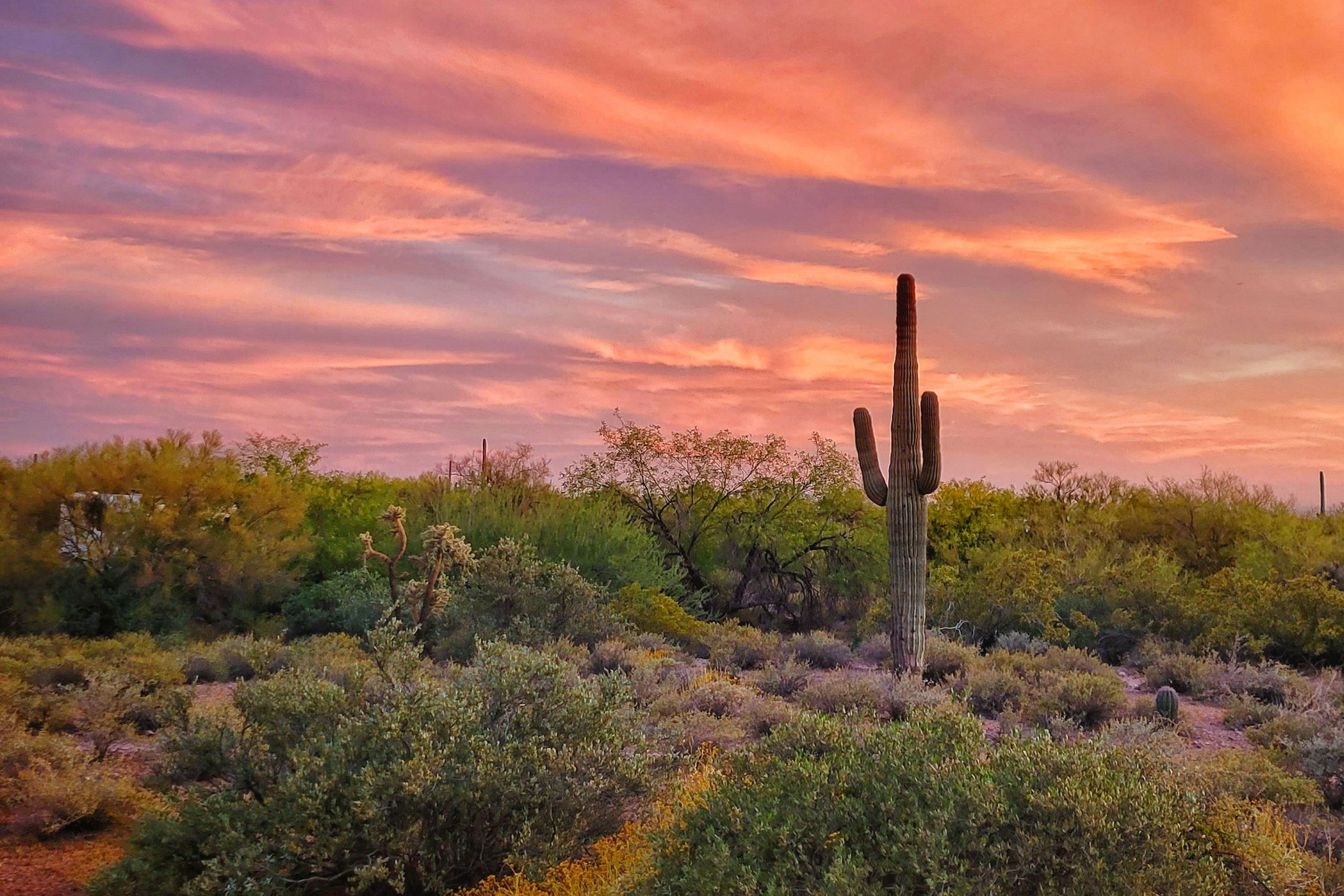 Sonnenuntergang in der Sonora-Wüste in Arizona