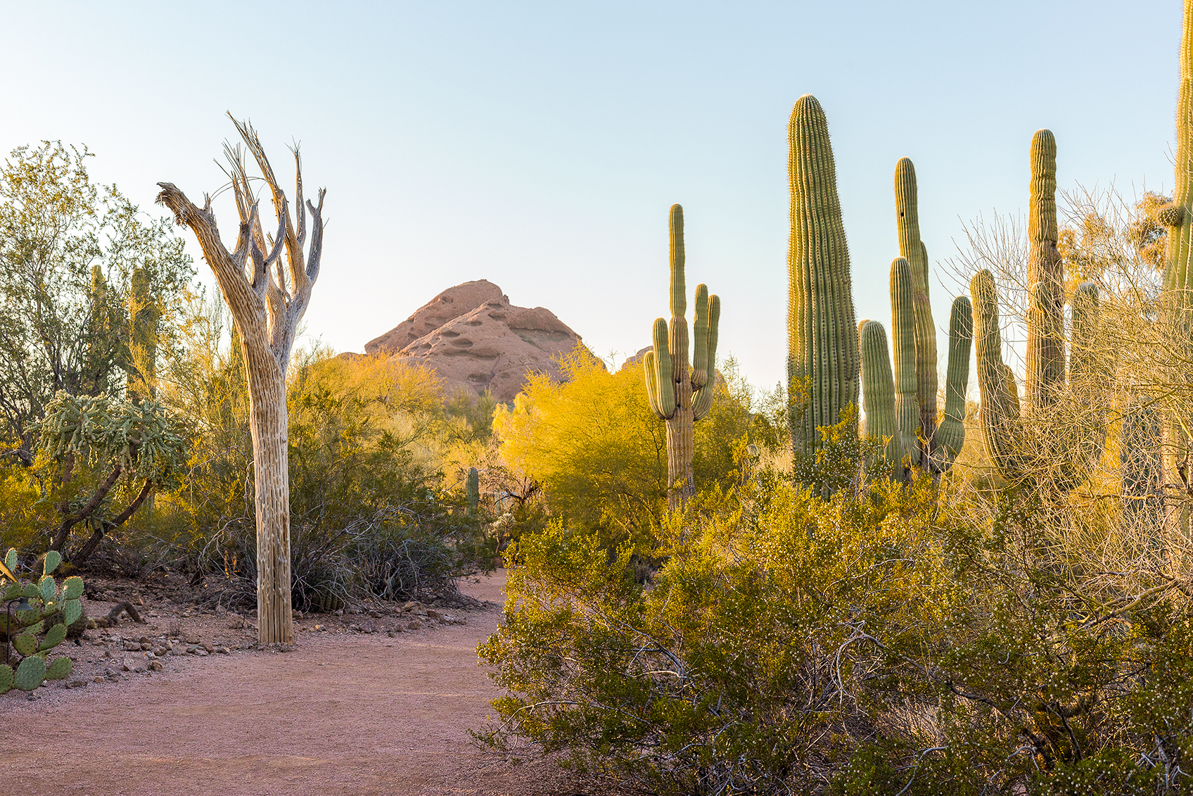 Ein abenteuerlicher Pfad durch den botanischen Garten von Scottsdale