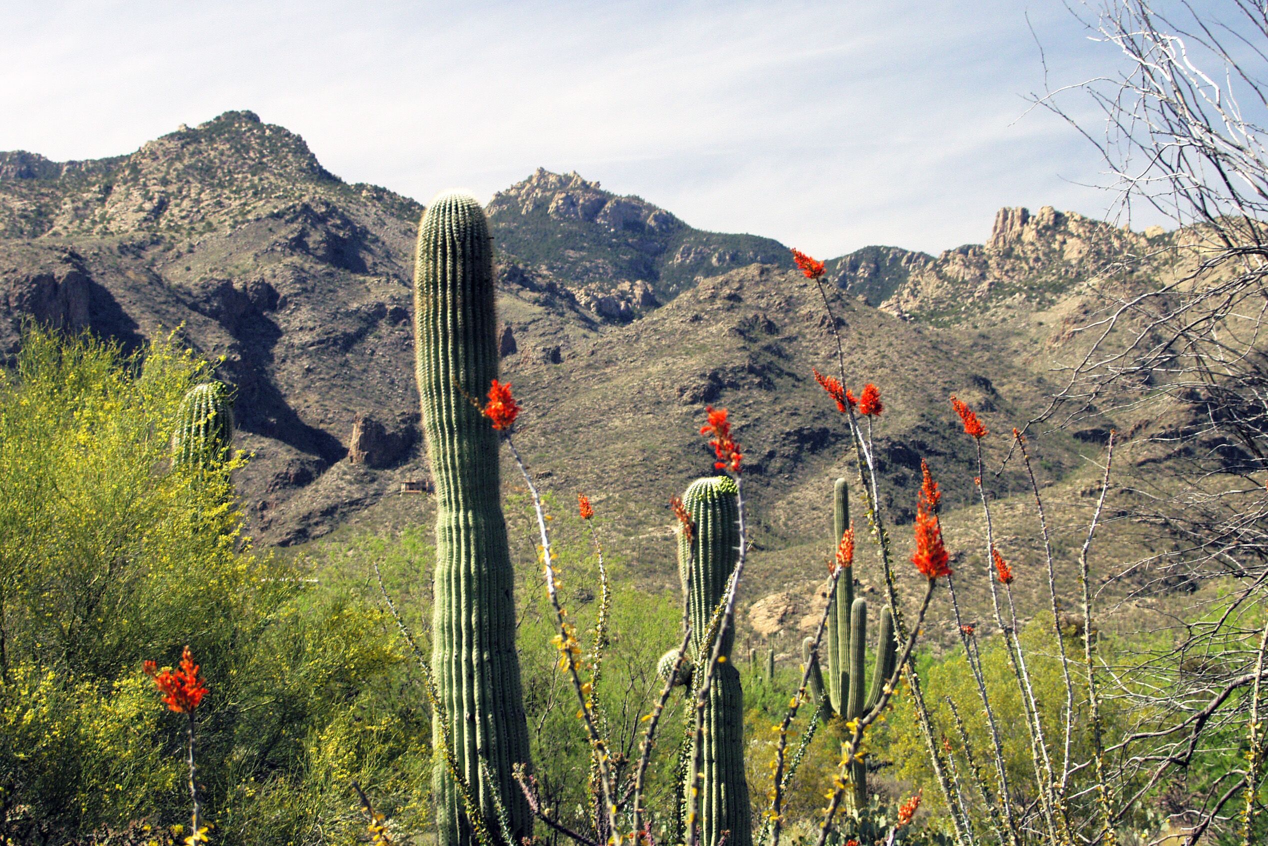 Berglandscahft, in Tucson, Arizona