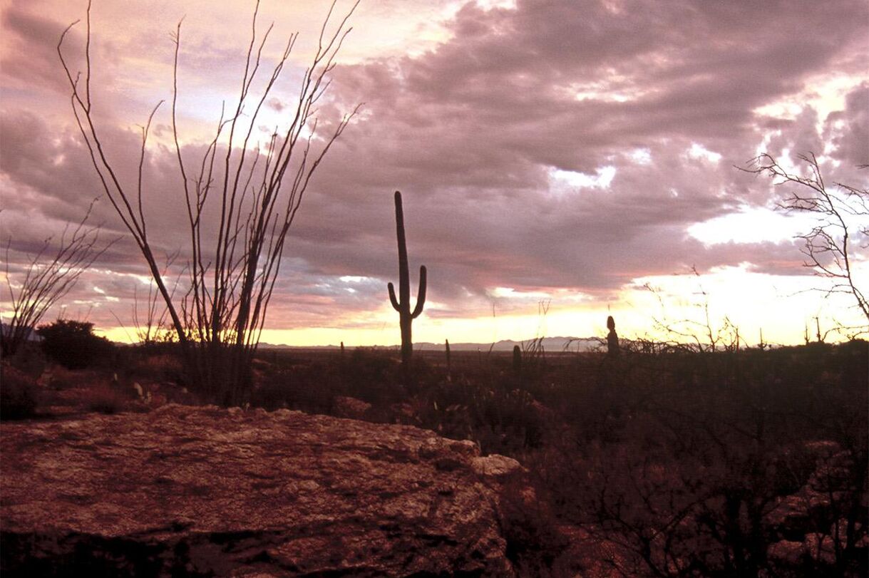 Dusk in ther Desert in Tucson, Arizona