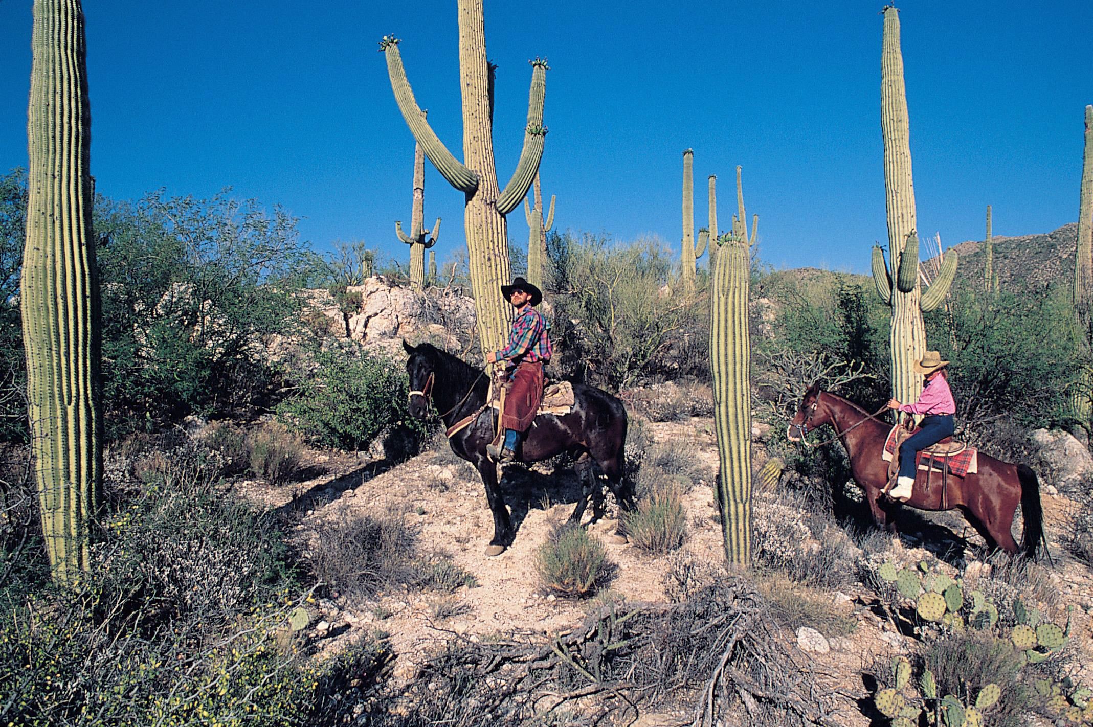 Pferdeausflug durch die WÃ¼ste, Tucson Arizona