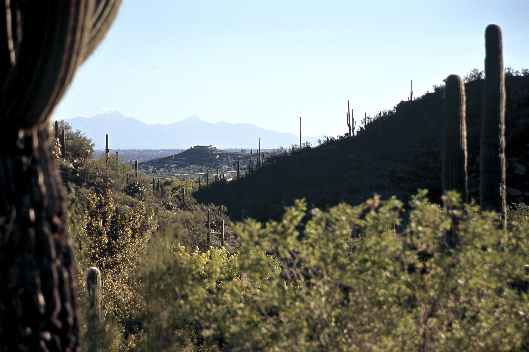 Sicht vom Sabino Canyon in Tucson, Arizona