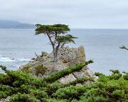 regionen/usa/suedwesten/kalifornien/allgemein/17-mile-drive-ca-view.cr2500x1095-0x325 regionen/usa/suedwesten/kalifornien/allgemein/17-mile-drive-ca-view.cr2500x1095-0x325