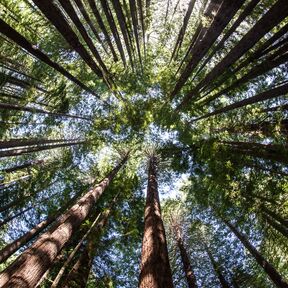 Redwood Forest, Redwood Nationalpark, Kalifornien Redwood Forest, Redwood Nationalpark, Kalifornien