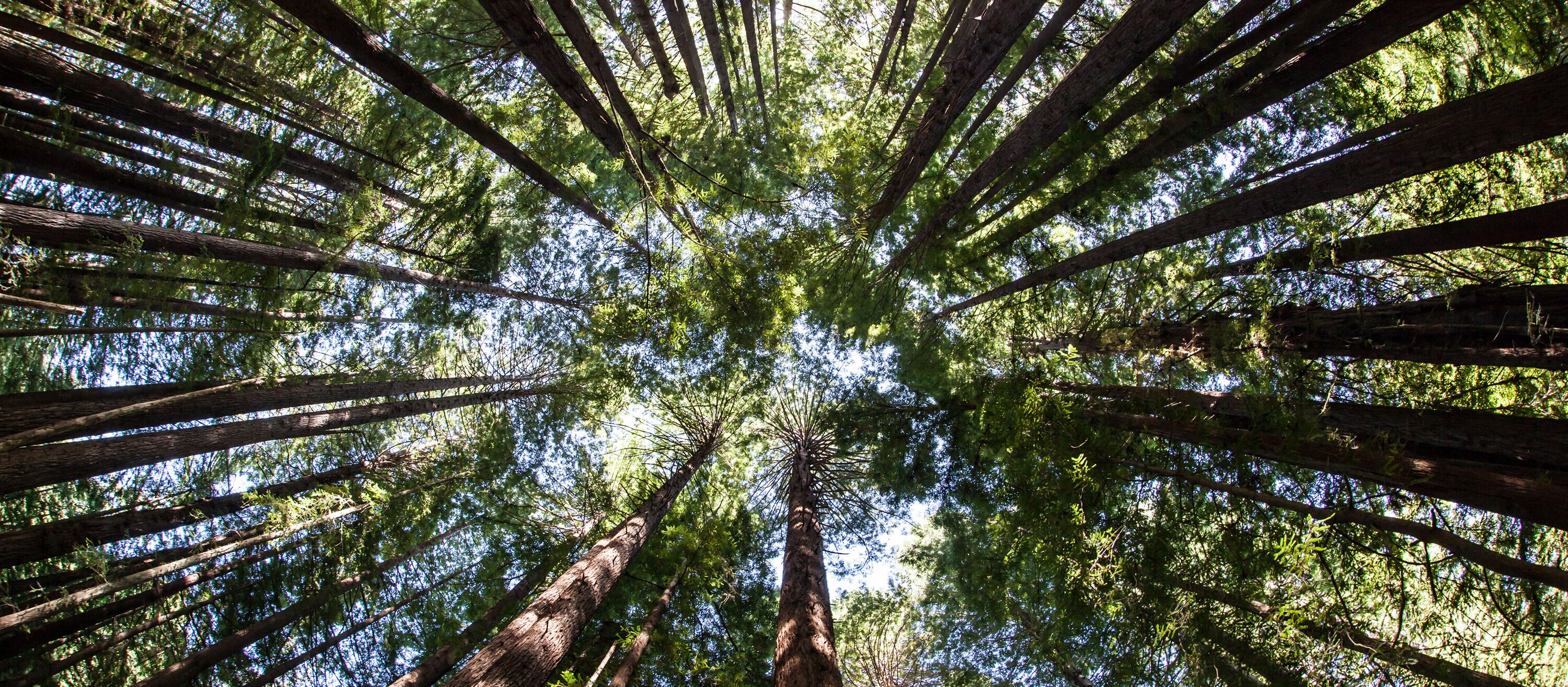 So hoch, dass einem schwindelig wird: Gigantische Mammutbäume im Redwood National Park So hoch, dass einem schwindelig wird: Gigantische Mammutbäume im Redwood National Park