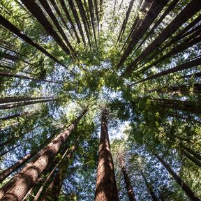 Redwood Forest, Redwood Nationalpark, Kalifornien