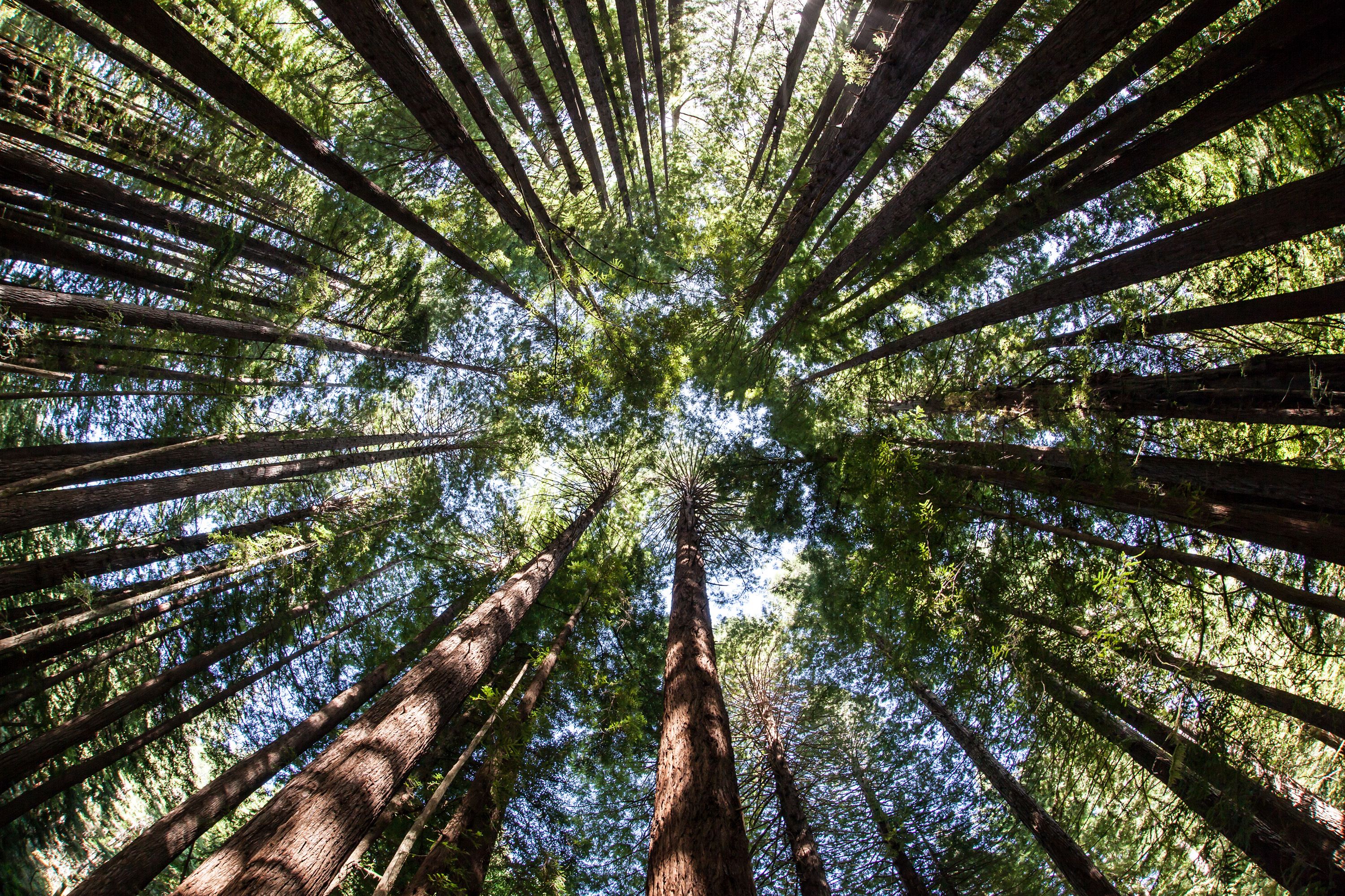 Redwood Forest, Redwood Nationalpark, Kalifornien