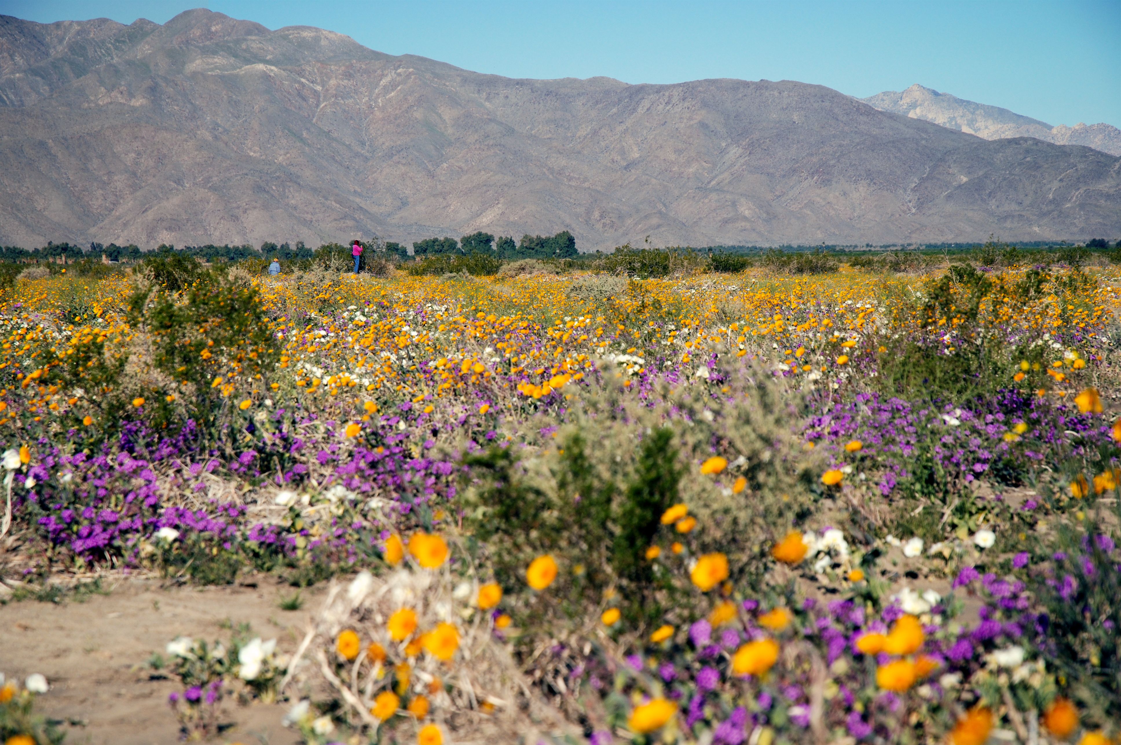 Wildblumen im kalifornischen Anza-Borrego Desert State Park