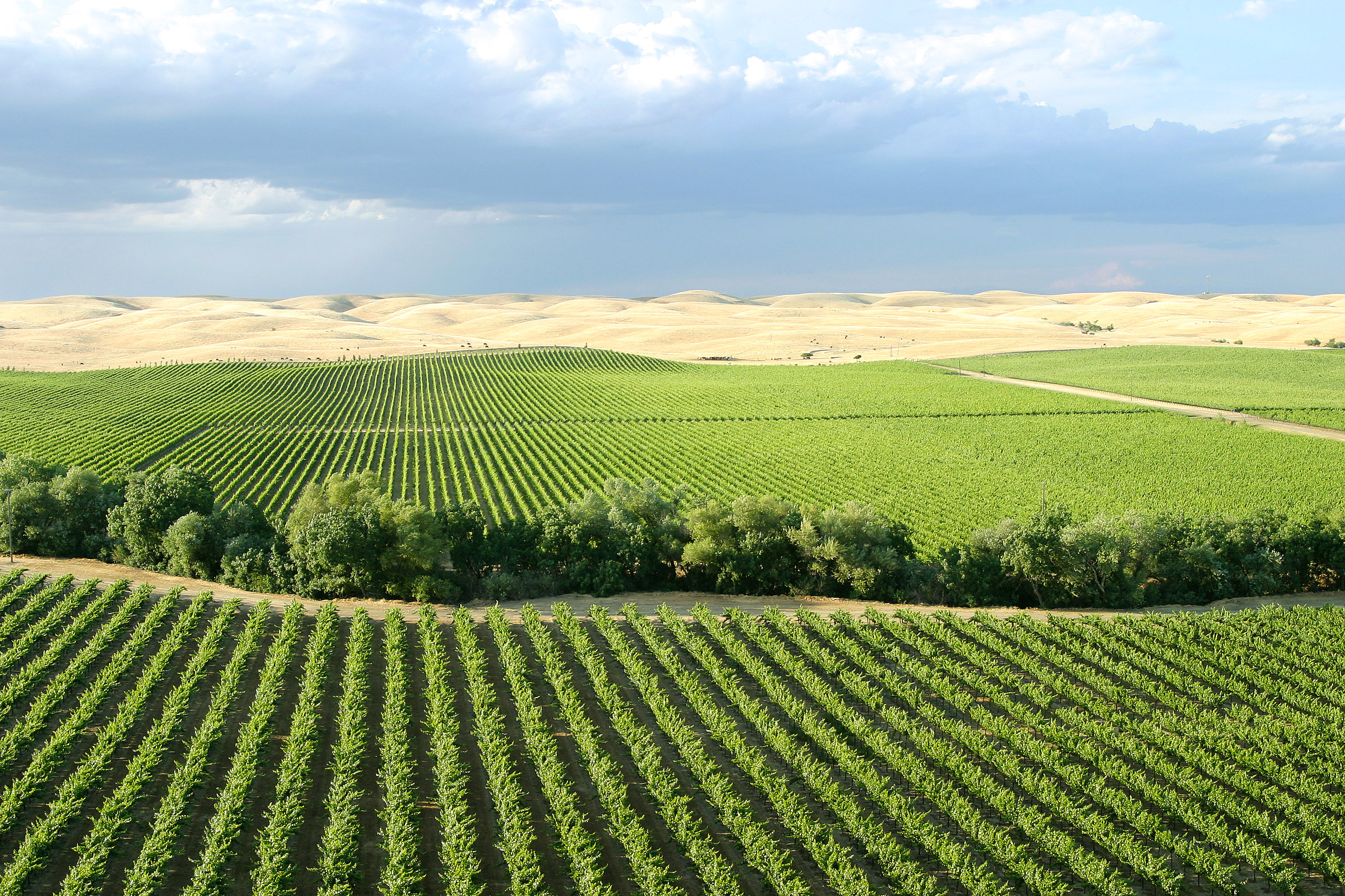 Die Weinfelder in den Dunning Hills erstrecken sich bis zum Horizont