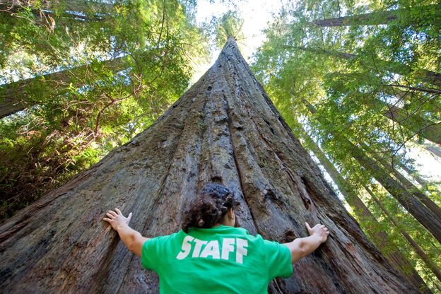 Frau vor Redwood Tree