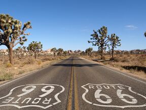Joshua Trees in der Mojave-Wüste