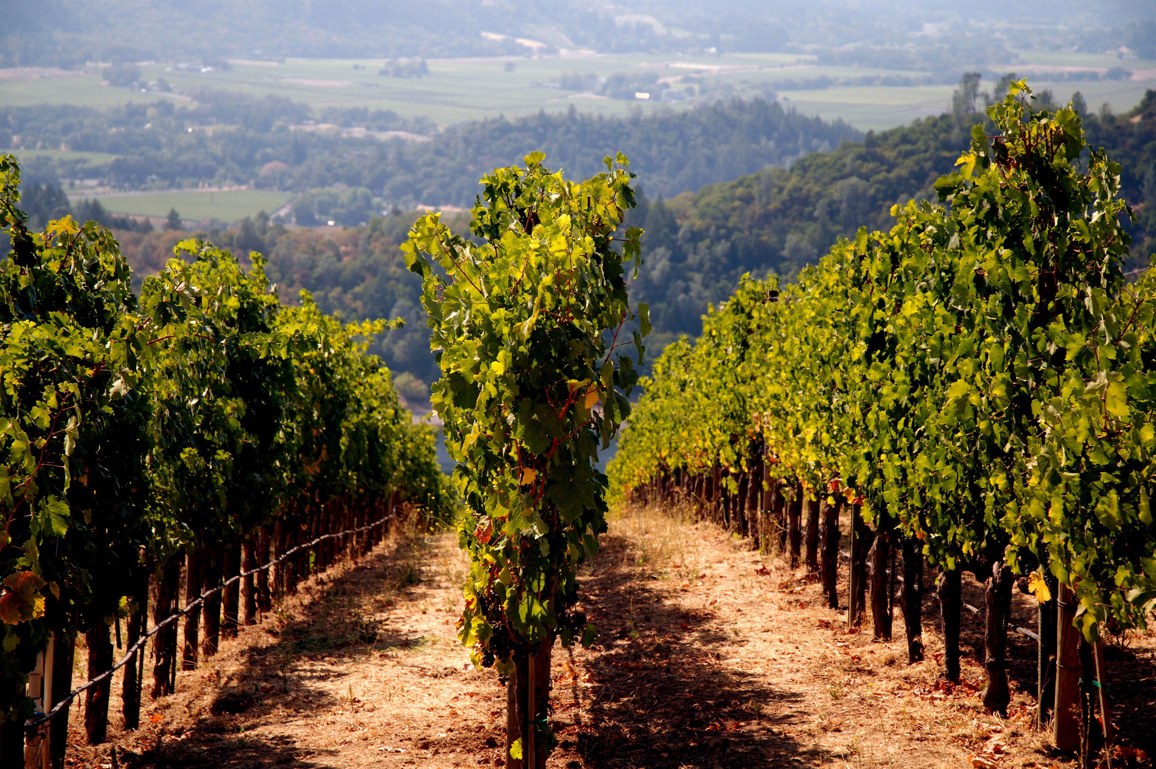 WeinstÃ¶cke im Napa Valley