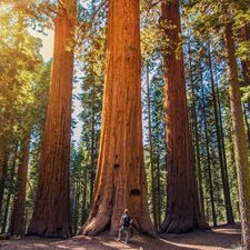 regionen/usa/suedwesten/kalifornien/allgemein/shutterstock-221462002.cr3333x3337-738x0 regionen/usa/suedwesten/kalifornien/allgemein/shutterstock-221462002.cr3333x3337-738x0