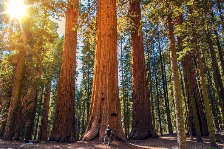 Ein Mann im Sequoia National Forest in Sierra, Kalifornien