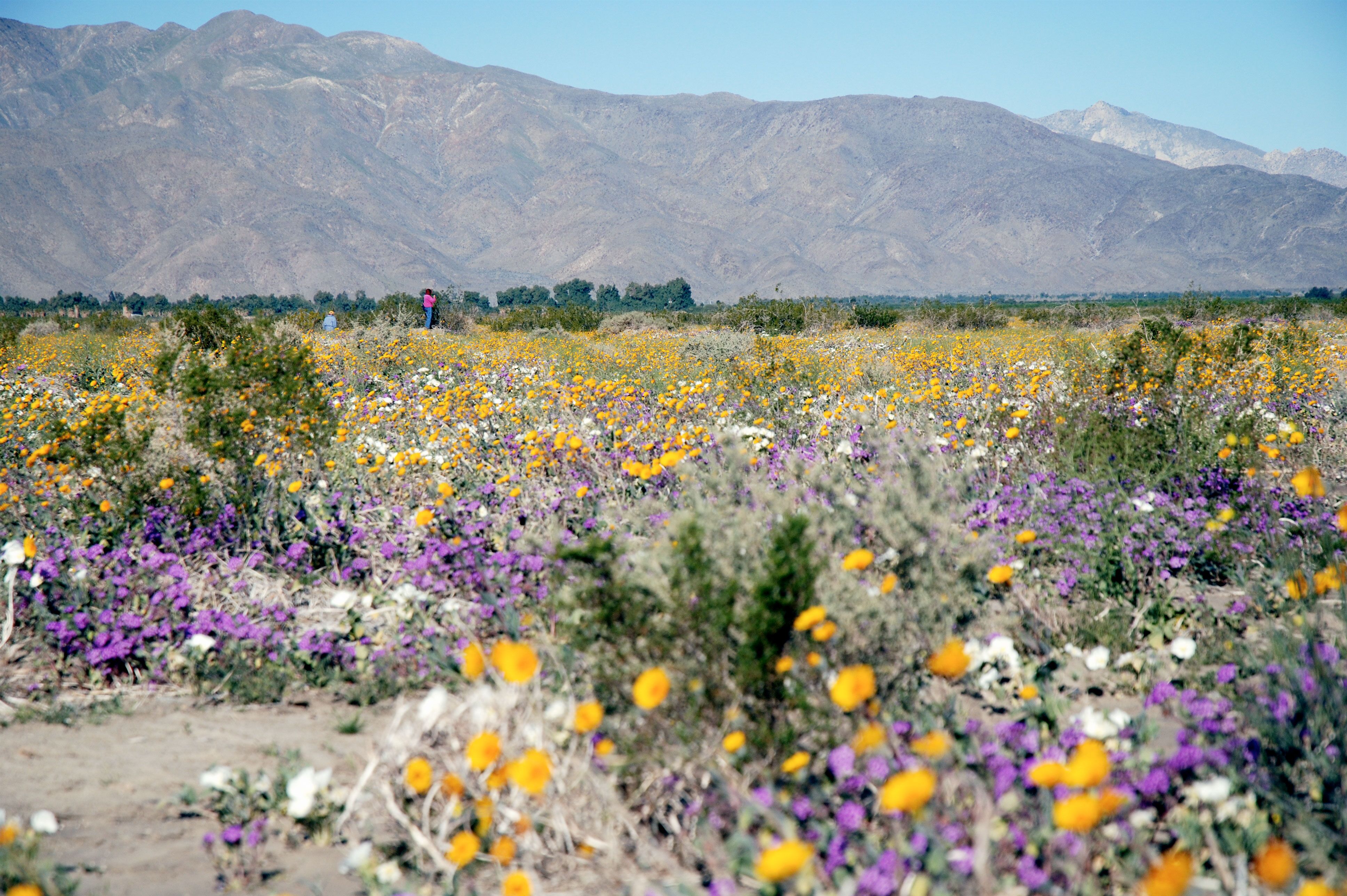 Blumenfelder im Anza-Borrego Desert State Park in Kalifornien