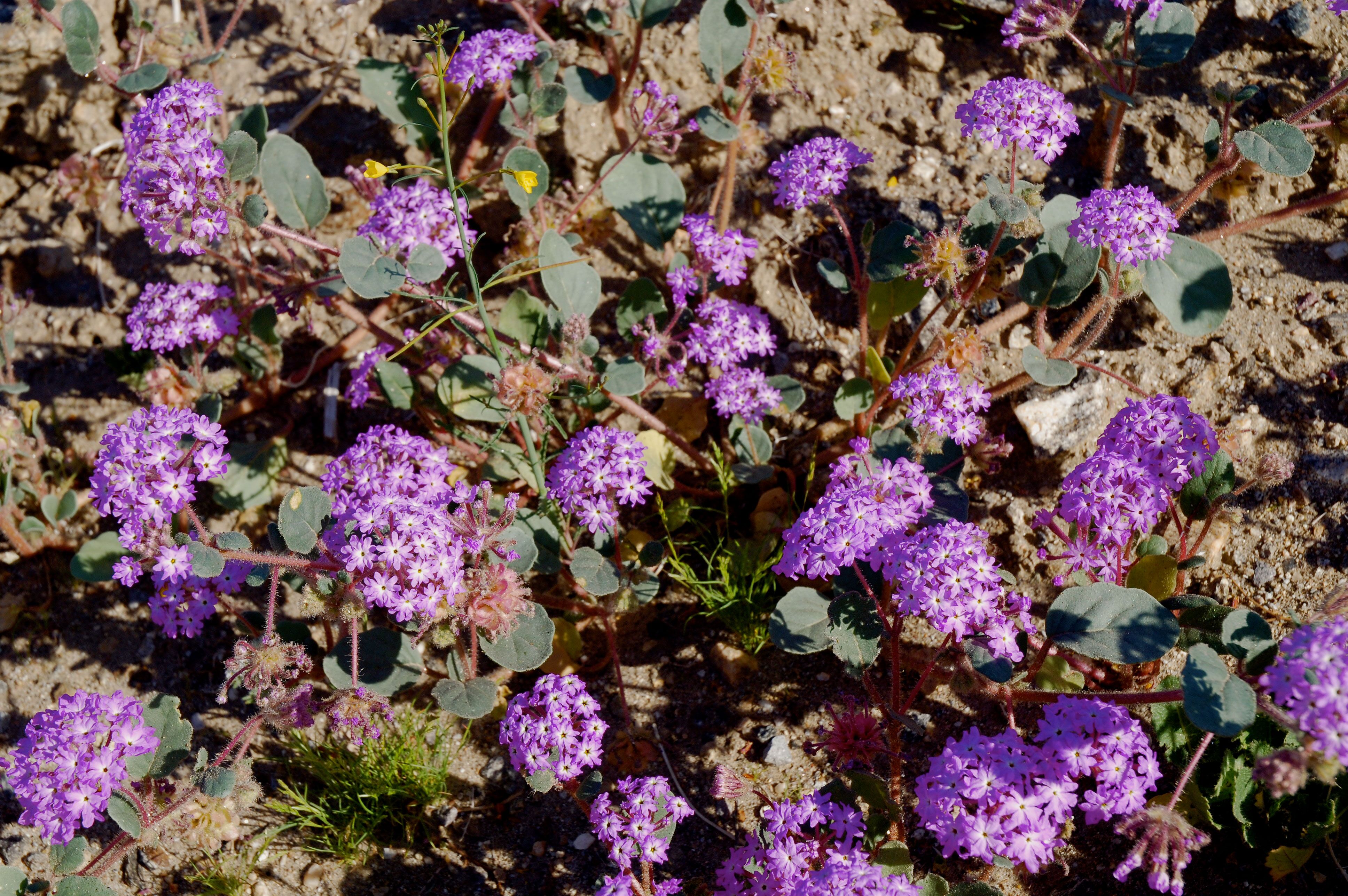 Traumhafte Sandverbene im Anza-Borrego Desert State Park