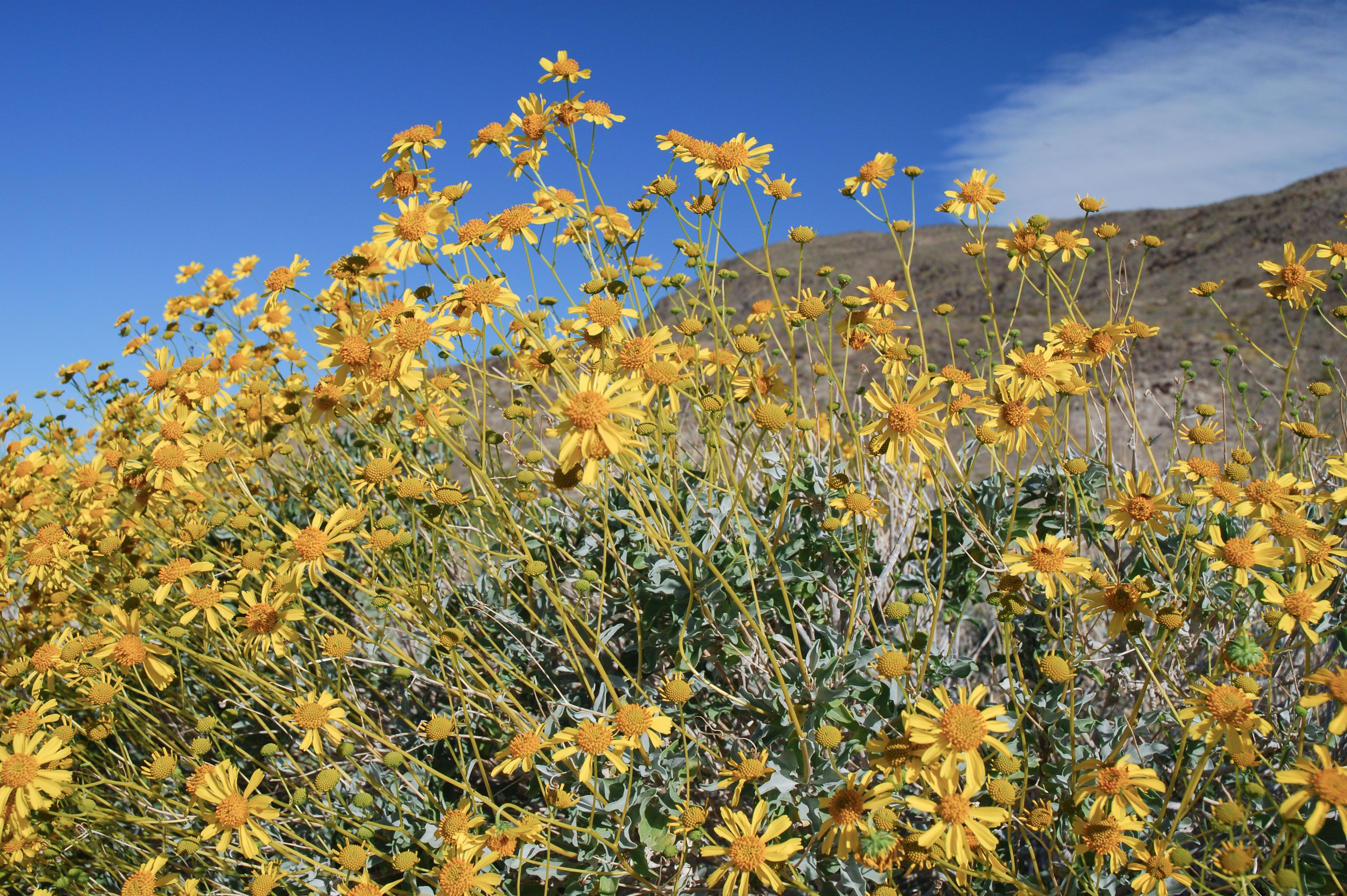 Sonnengelbe Encelia farinosa im Anza-Borrego Desert State Park in Kalifornien