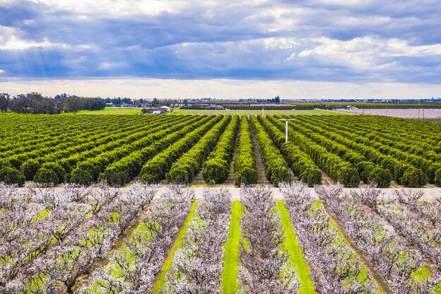 Der Fresno Blossom Trail mit Blick auf die Kirschblüten Der Fresno Blossom Trail mit Blick auf die Kirschblüten