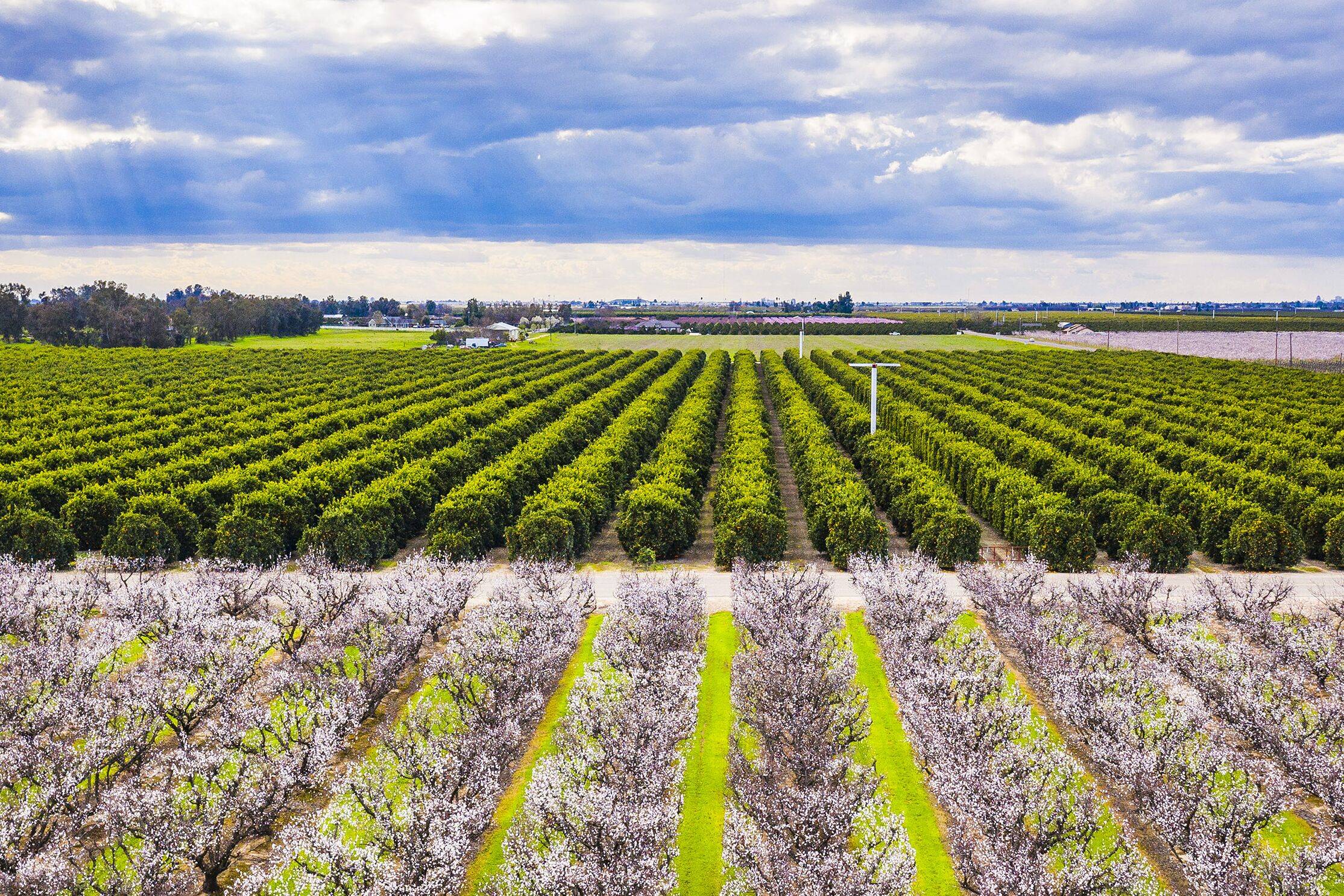 Der Fresno Blossom Trail mit Blick auf die Kirschblüten