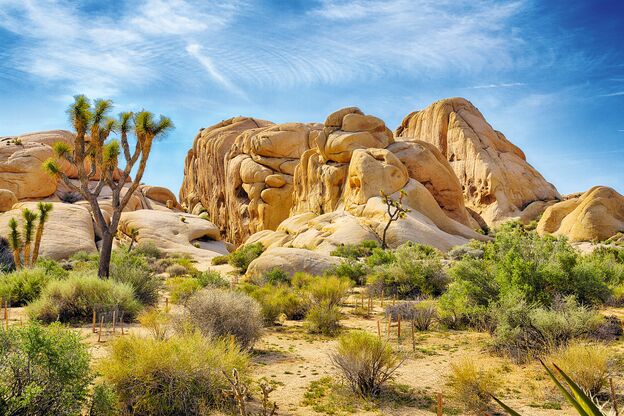 Boulders und Joshua Trees Boulders und Joshua Trees