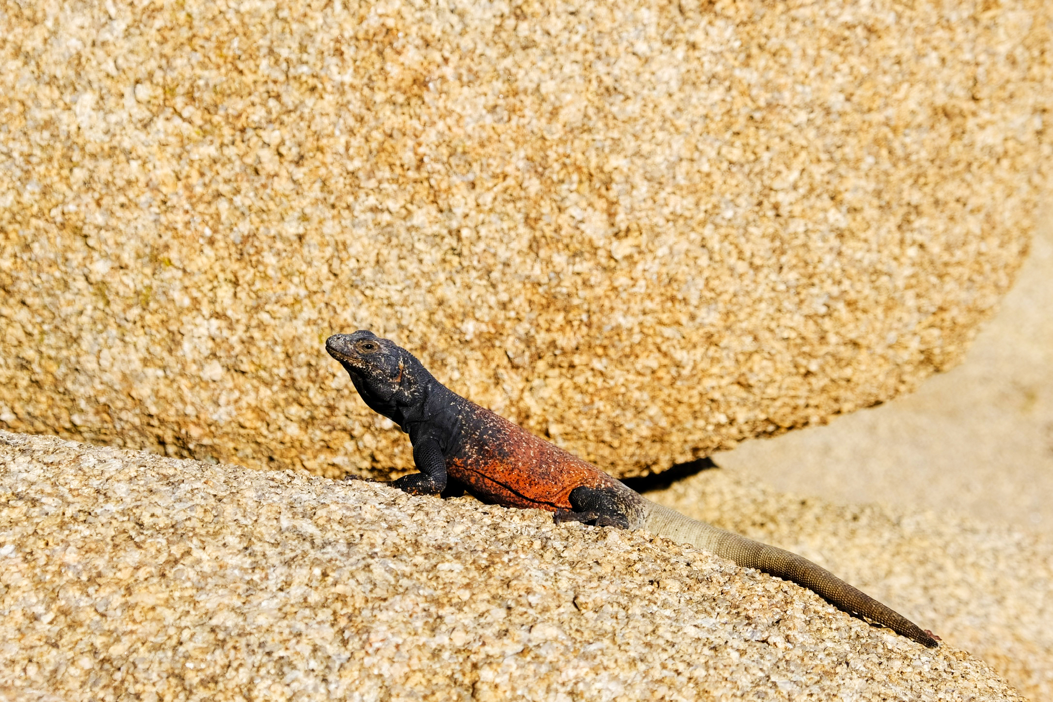 Ein Chuckwalla genießt die Sonne