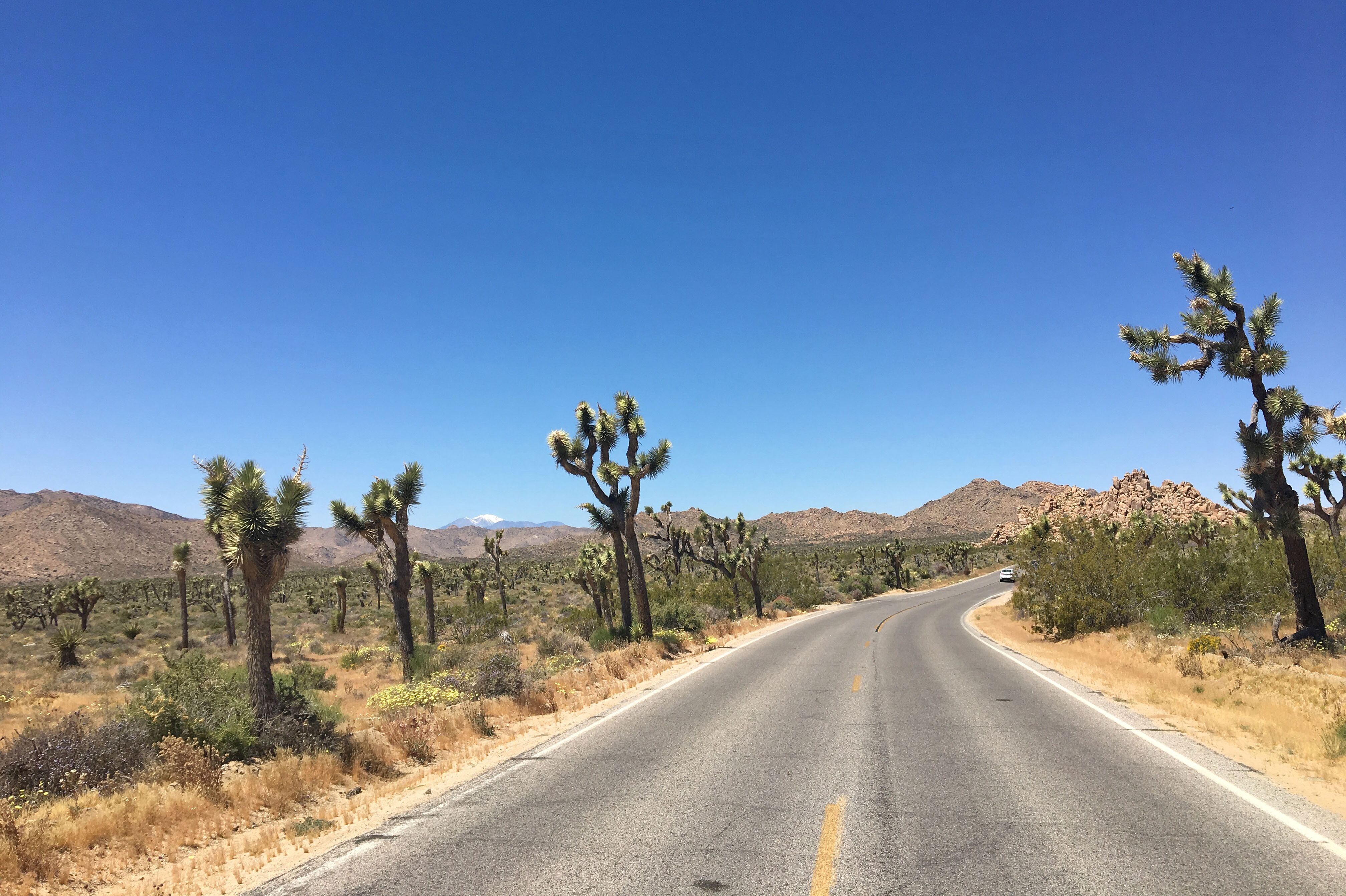 Ein Highway im Joshua-Tree-Nationalpark