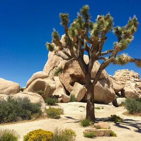Joshua-Tree-Nationalpark in Kalifornien