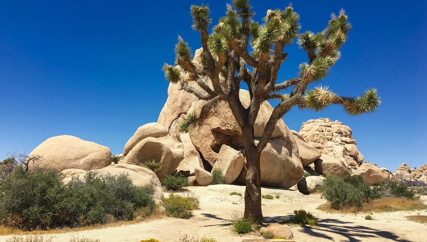 Joshua-Tree-Nationalpark in Kalifornien Joshua-Tree-Nationalpark in Kalifornien