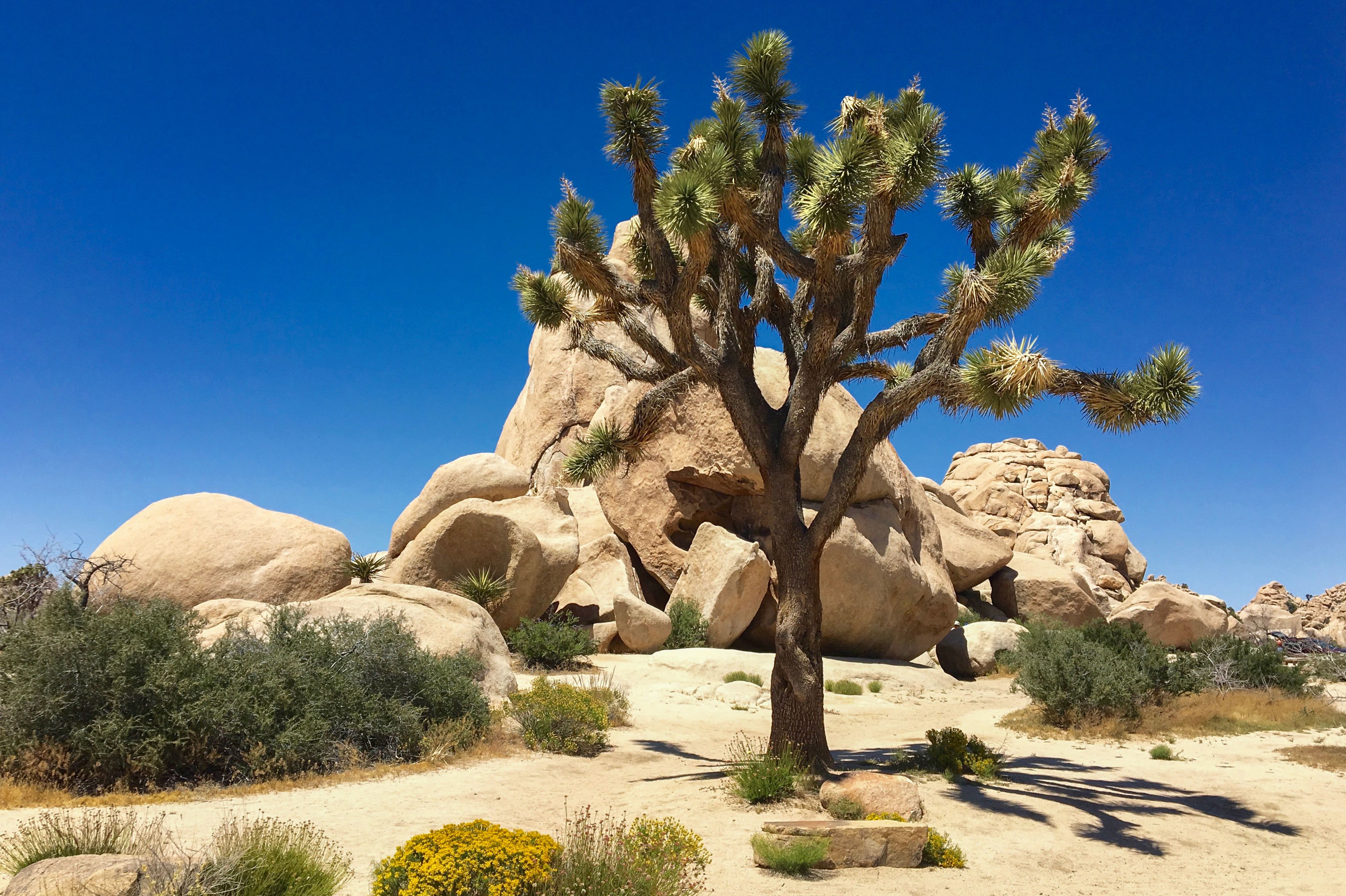 Joshua-Tree-Nationalpark in Kalifornien