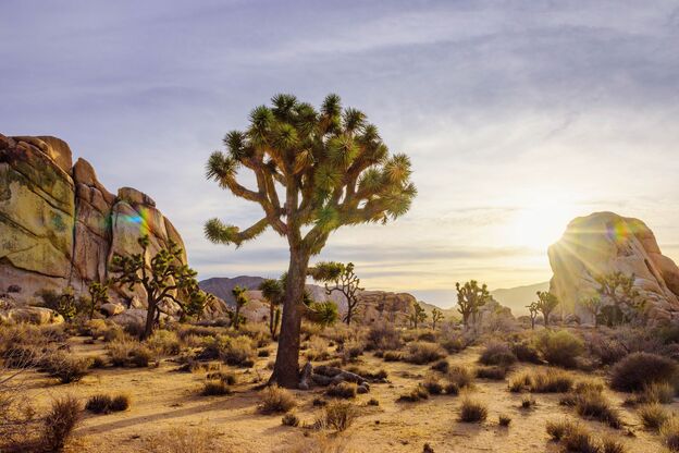 Landschaft im Joshua Tree Nationalpark Landschaft im Joshua Tree Nationalpark