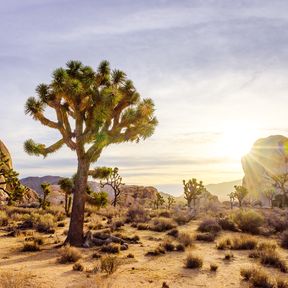 Das Hidden Valley im Joshua Tree Nationalpark