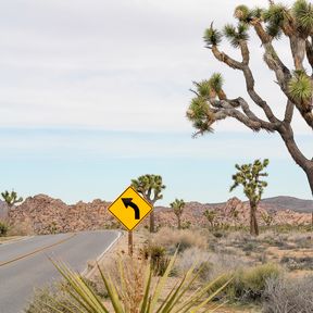 Joshua Trees im Joshua Tree Nationalpark